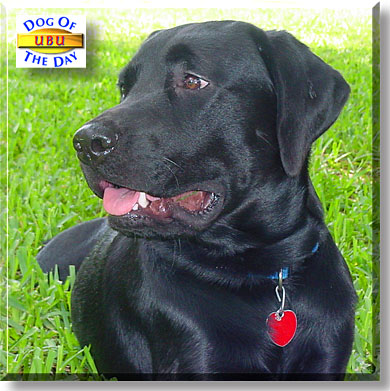 Ubu, the Dog of the Day