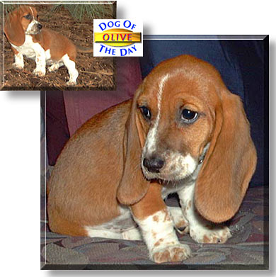 Olive, the Dog of the Day