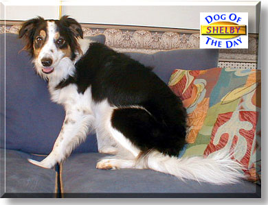Shelby, the Dog of the Day