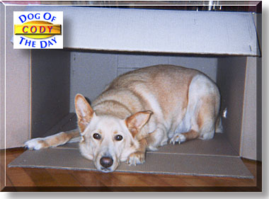 Cody, the Dog of the Day