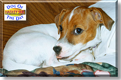Hadley Sue, the Dog of the Day