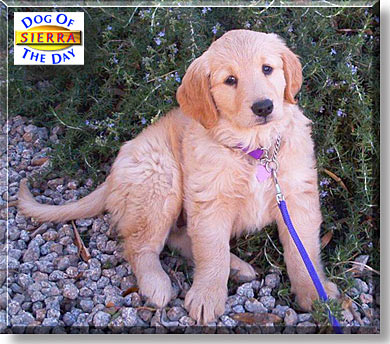 Sierra, the Dog of the Day