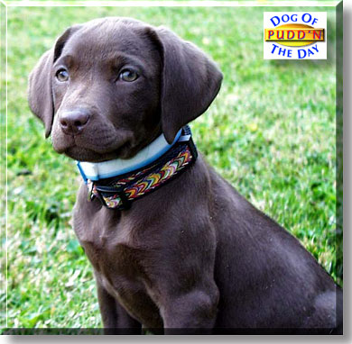 Pudd'N, the Dog of the Day