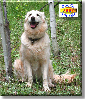 Abby, the Dog of the Day