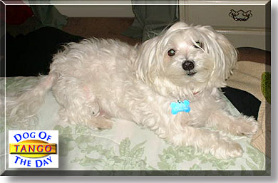 Tango, the Dog of the Day