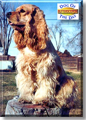 Butterscotch, the Dog of the Day