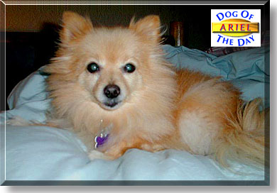 Ariel, the Dog of the Day