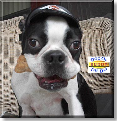 Buddy, the Dog of the Day