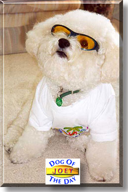 Joey, the Dog of the Day