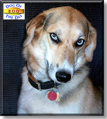 Boo, the Dog of the Day
