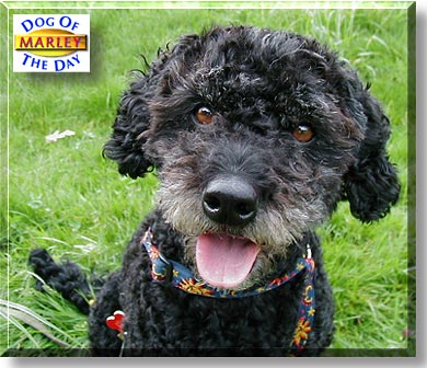 Marley, the Dog of the Day