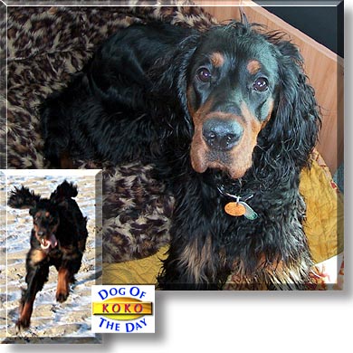 Koko, the Dog of the Day