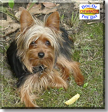 Chewbacca, the Dog of the Day