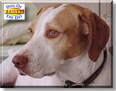 Bailey, the Dog of the Day