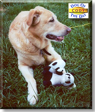 Cody, the Dog of the Day