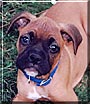 Apollo