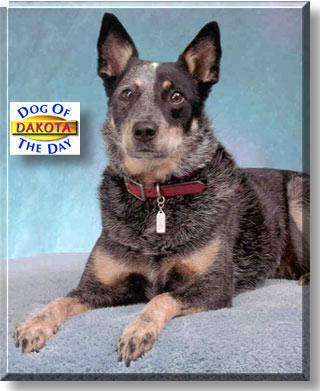 Dakota, the Dog of the Day