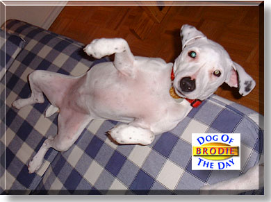 Brodie, the Dog of the Day