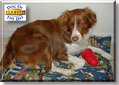Isabell, the Dog of the Day