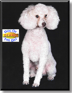 Deano, the Dog of the Day