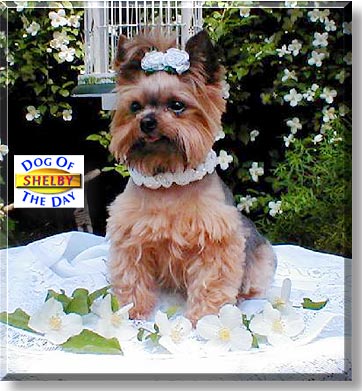 Shelby, the Dog of the Day