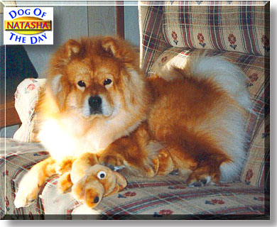 Natasha, the Dog of the Day
