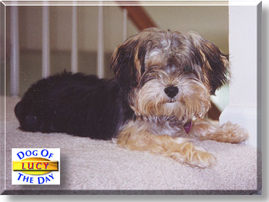Lucy, the Dog of the Day