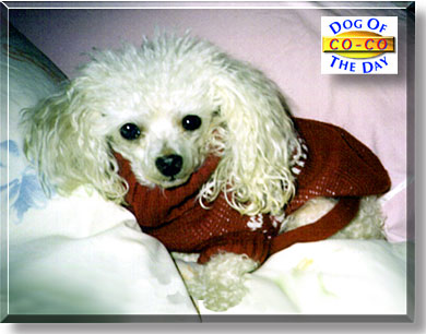 Co-Co, the Dog of the Day