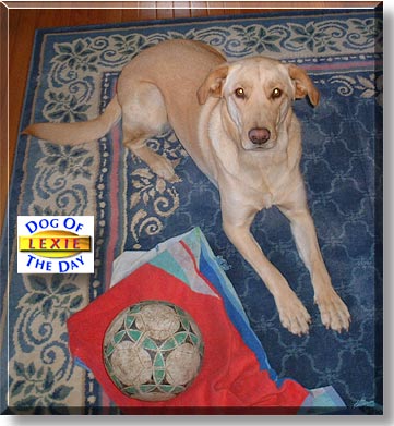 Lexie, the Dog of the Day