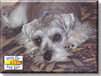Ali, the Dog of the Day