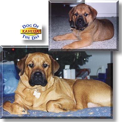 Kahlua, the Dog of the Day