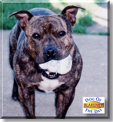 Blakeney, the Dog of the Day
