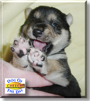 Cheech, the Dog of the Day