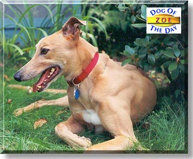 Zoe, the Dog of the Day