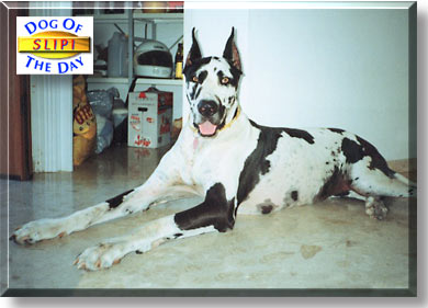 Slipi, the Dog of the Day
