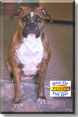 Penny, the Dog of the Day