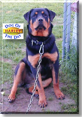 Harley, the Dog of the Day