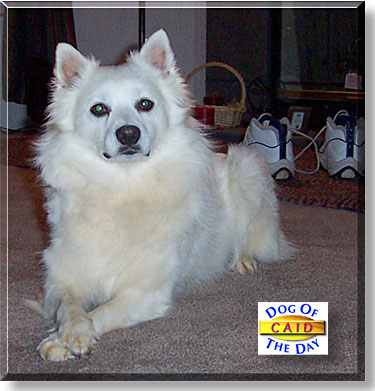 Caid, the Dog of the Day