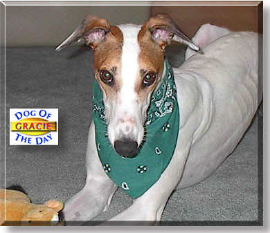 Gracie, the Dog of the Day