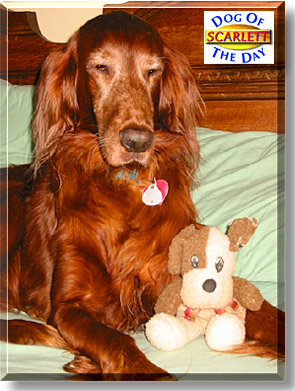 Scarlett, the Dog of the Day