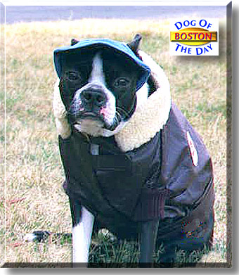 Boston, the Dog of the Day