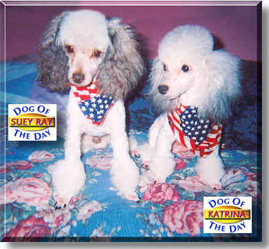 Suey Rey & Lady Katrina, the Dog of the Day