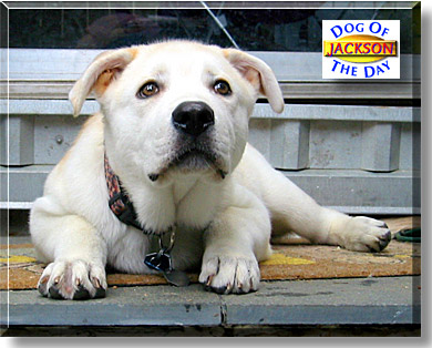Jackson, the Dog of the Day