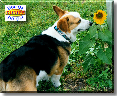 Dudley, the Dog of the Day