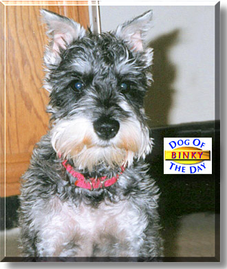 Binky, the Dog of the Day