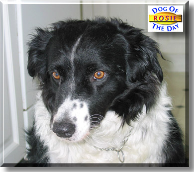 Rosie, the Dog of the Day