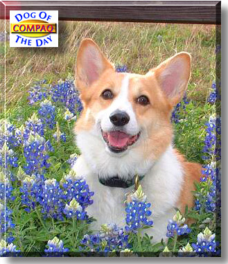 Compaq, the Dog of the Day