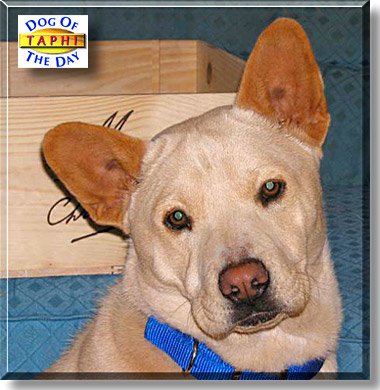 Taphi, the Dog of the Day