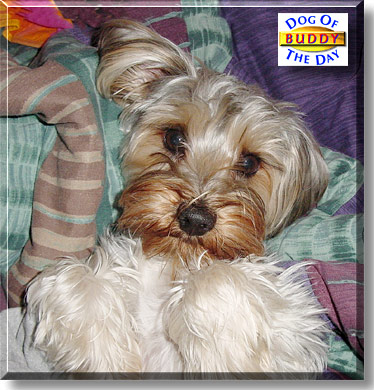 Buddy, the Dog of the Day