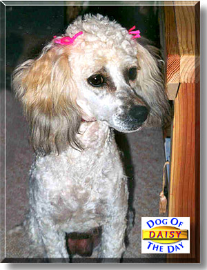 Daisy, the Dog of the Day